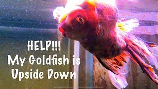 Help My Goldfish is Upside Down!!
