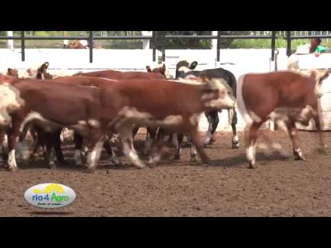 PROGRAMA RIO 4 AGRO 17 03 CANAL RURAL