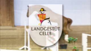 Video koně Cabo Verde