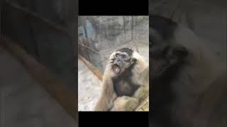 monkey ambulance 🤣