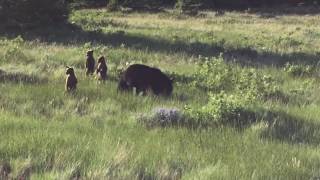 Black bear mama with three cubs