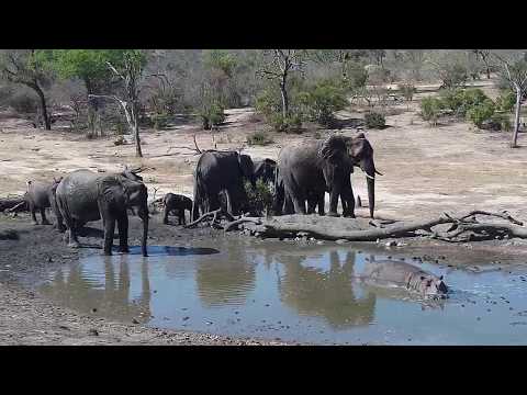 Djuma: Elephants drinking at the pan - 14:40 - 10/18/19