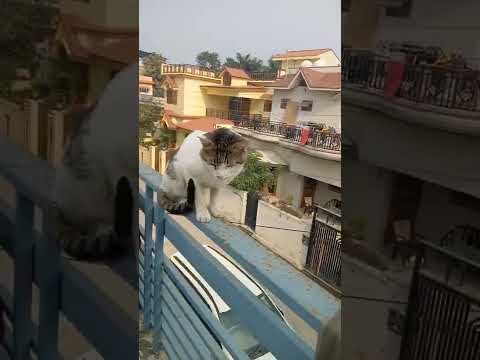 #catshort#catvibes#funnycat#nocatnolife#NiSHu's MEOWsome world