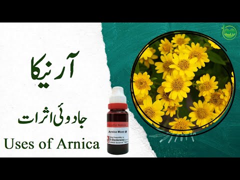 Arnica Montana| 4 Uses Of Arnica| Arnica Kay faiday| Homeopathy | (Urdu/Hindi) 2022 آرنیکا