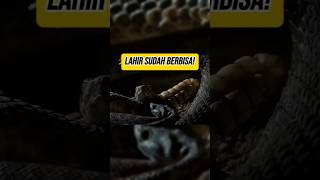 Download lagu Banyak Orang Salah! Ternyata Ular Ini Melahirkan!😲 mp3