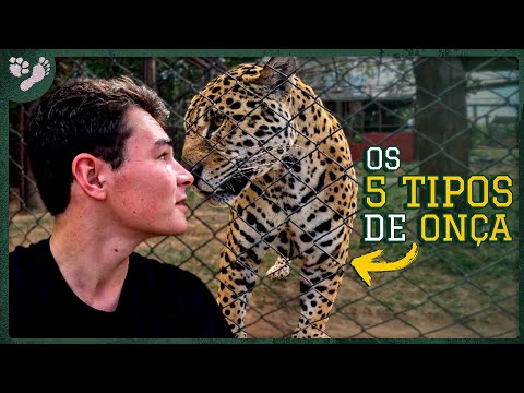 The Different Jaguars of Brazil! | Tiago Jácomo