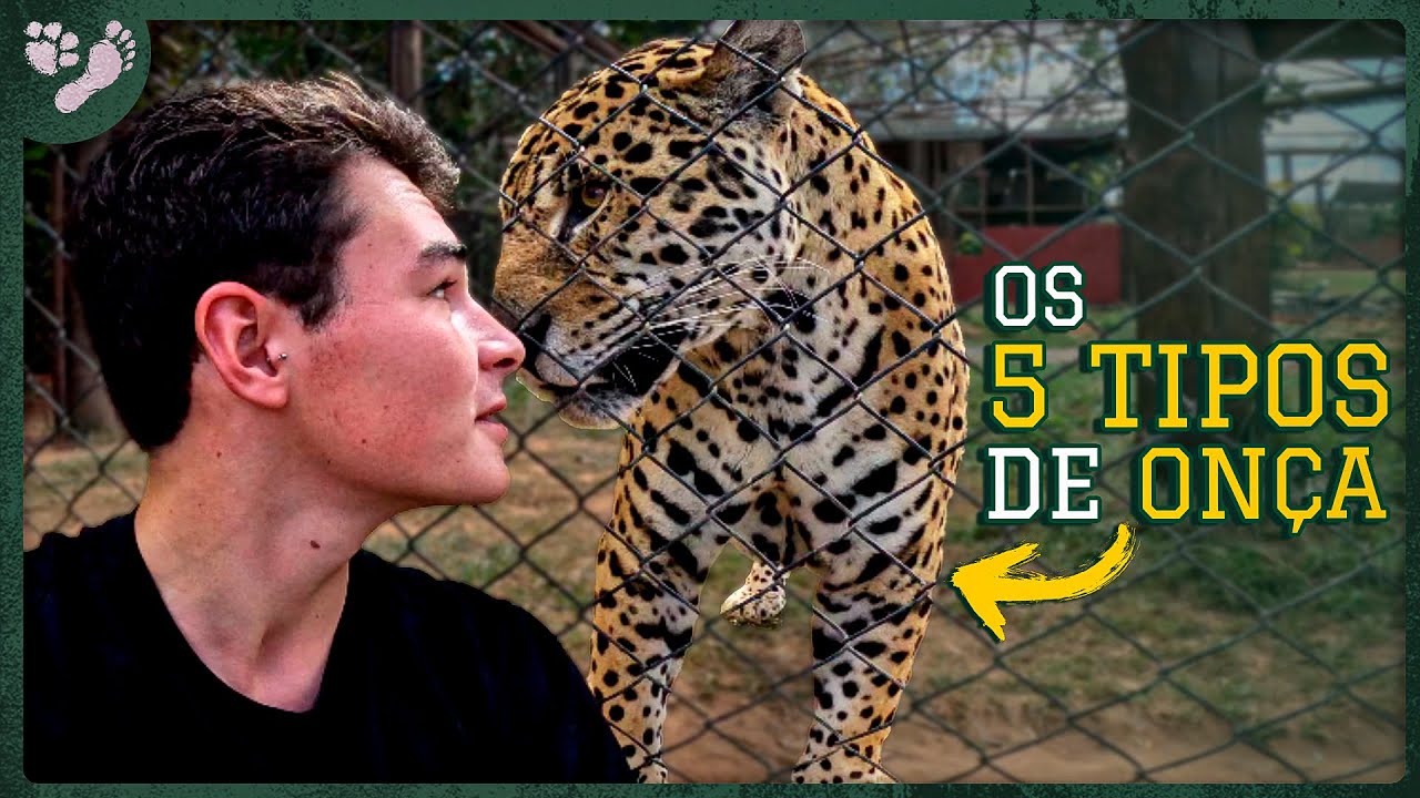 AS DIFERENTES ONÇAS DO BRASIL! | TIAGO JÁCOMO