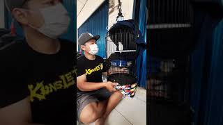 Download lagu Lovebird Konslet YAKIN, suara isian menyeramkan. mp3