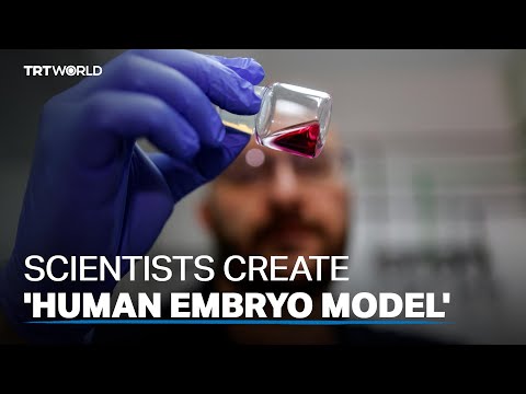 Scientists create model of human embryo without eggs or sperm