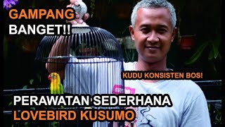 Download lagu 14 SECRETS OF CARING FOR THE LEGENDARY KUSUMO LOVEBIRD SO THAT IT CHOOSES LONG-LASTING AND LASTING! mp3