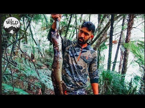 CATCH AND COOK WILD EEL IN NEWZEALAND