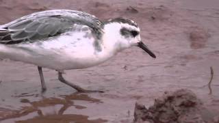 preview picture of video 'Grey Phalarope'