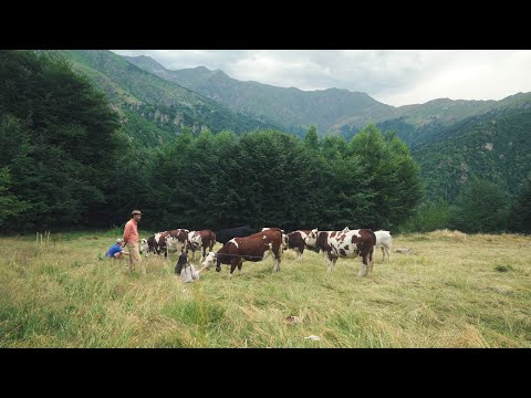 #169 Cows on the Land, Building Stone Walls, Stung by a Bee