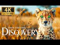 Serene Ecosystems Discovery 4K Relaxing Animals Documentary With Calm Piano Music Nature Movie