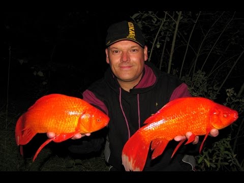 *GIANT GOLDFISH / GOLD EDITION* From the secret Spot // Guldfisk - Medefiskeri i Danmark