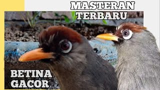 Download lagu 3 Variasi Poksay Mandarin Betina , Masteran Paling Ampuh mp3