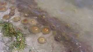 preview picture of video 'Jellyfish in Mar Menor (Spain) in the town called Los Urrutias. Medusas en Los Urrutias.'