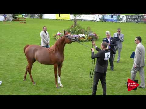 N.33 NAPHIS MASAI MARA - Chantilly 2017 European Breeders'Championship - Junior Fillies (Class 2B)