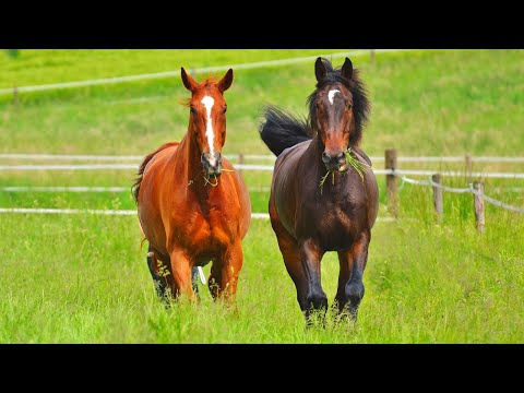 , title : '🐎Sonido de caballos Relinchando y Galopando | Sonidos para Relajarse, Meditar, Estudiar.'