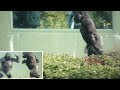 Young Male Gorilla Charging A Female The Shabani Family Higashiyama Zoo