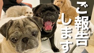 【ご報告】3か月こんな生活してました | OLパグさんとパリ旅行 | Pug Dogs Came Back to YouTube!【パグ犬 炭鈴】