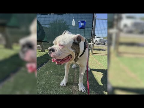 Bulldog and Mastiff mix named Buddy gets adopted! | Forgotten Friends - YouTube