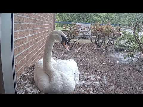 Clayton State University - Swoose Cam