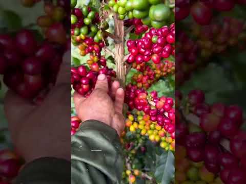 Arabica coffee harvesting skills #farming #shorts
