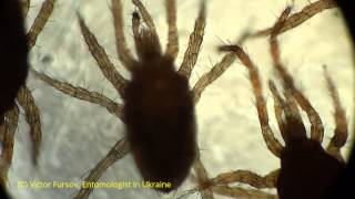preview picture of video 'Mites Under Microscope: Mites Parasitus sp. on Mushrooms in Supermarket, Kiev Ukraine'