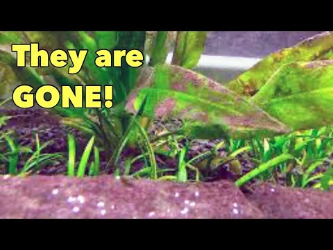 REMOVE Brown Algae from your Aquarium by DOING THIS!