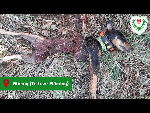 Teltow- Fläming: Jagdhund vom Wolf getötet