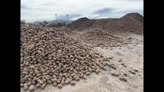 Food Shortage Warning! Potato Farmers are dumping their crops