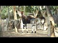 Okapi Calf Debuts At The San Diego Zoo