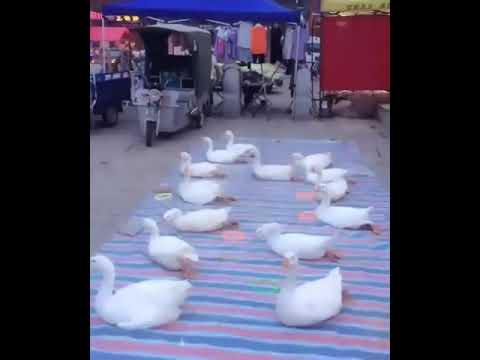 Không ngờ người trung quốc lại nghĩ ra những trò này !.