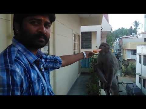 monkey eating Icecream in sadasivnagar Bangalore