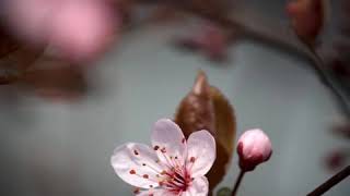 Sakura Lyrics English Translation