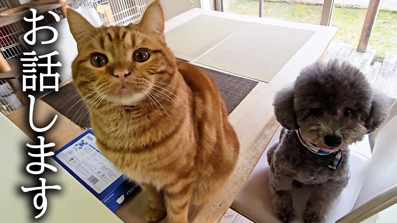 ただ今緊急で動画を回しております...