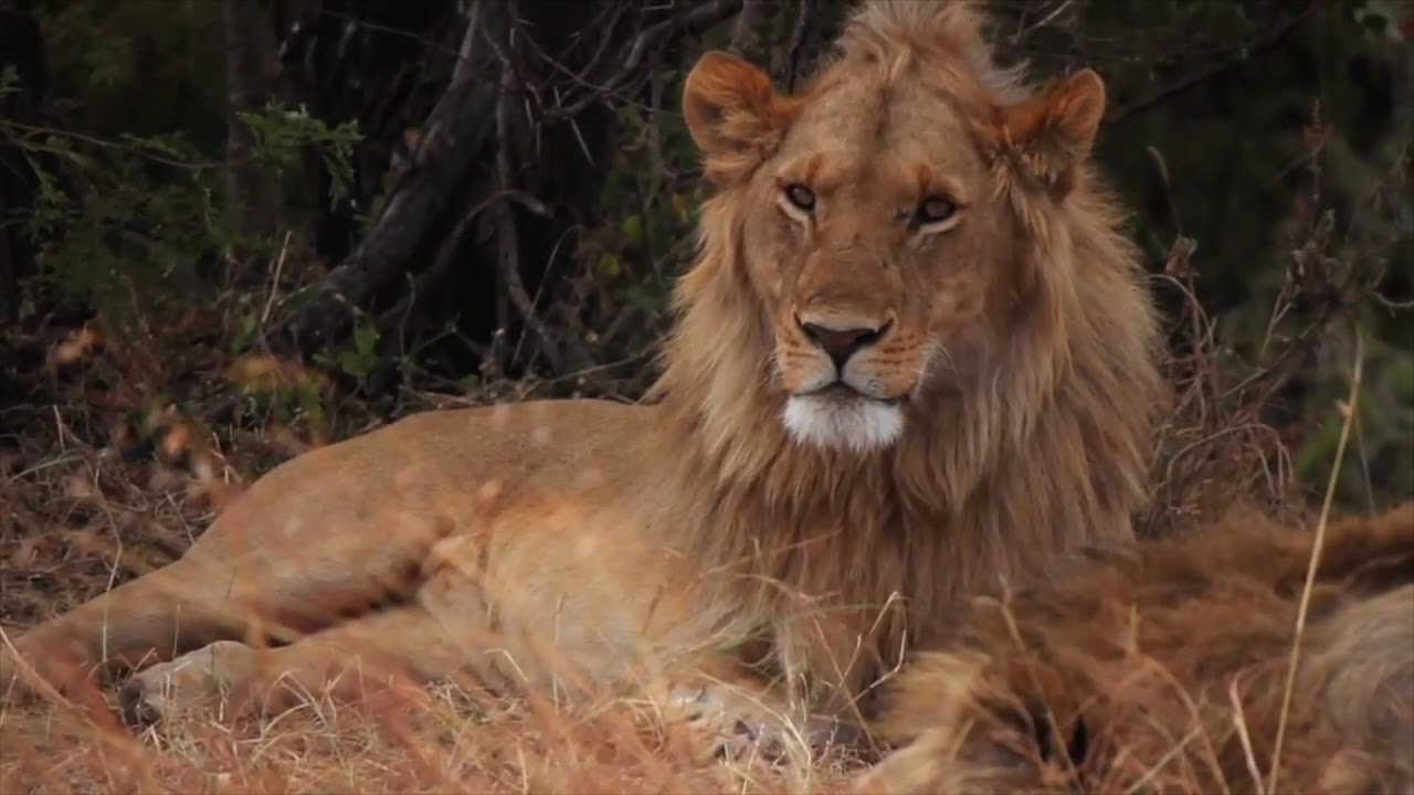 Serengeti Safari Camp