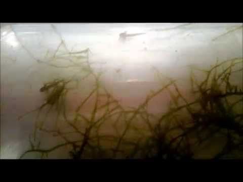 Japonský firebelly mlok Cynops pyrrhogaster — vajíčka a larvy