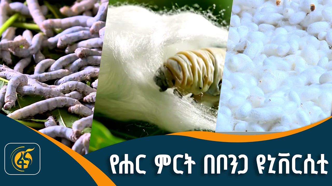 በቦንጋ ዩኒቨርሲቲ የተገናባው አቅም