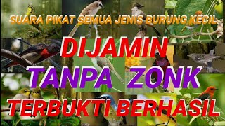 Download lagu 1 jam full suara pikat semua jenis burung kecil#burung #pikat mp3 Download lagu 1 jam full suara pikat semua jenis burung kecil#burung #pikat mp3