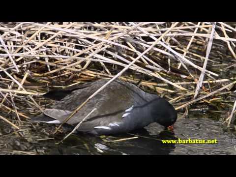 Gallineta de agua ( Gallinula chloropus ) Moorhen