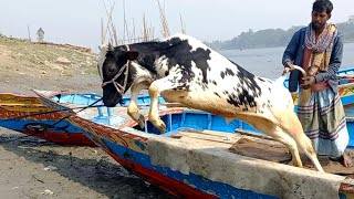 Download Lagu cow unloading, cow videos, cow video, big cow, goru hamba cow, Ep - 74 Thumbnail