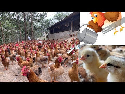, title : 'CHICKEN FARM - How to deodorize barns - Poultry farmers need to know'