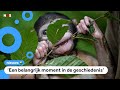 Nieuwe afspraken om planten en dieren op aarde te beschermen