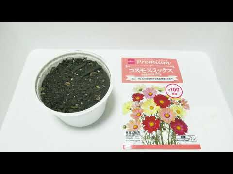 園芸 複羽状コスモス、一年生コスモス