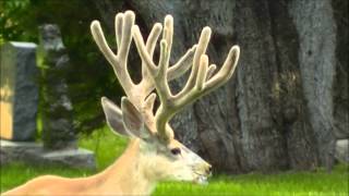 Cemetery Buck