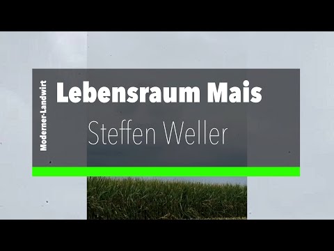 Corn habitat - hundreds of swallows in the corn during harvest