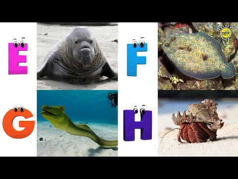 Learn Ocean Animal Names | ABC Sea Animals song | Most Popular Sea Creatures | Alphabets Kids Song