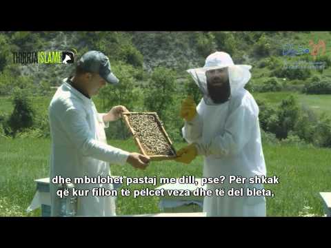 03.  Mjalti dhe Bletat - Shejh Nebijl el Avedij